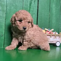 Logan # 8359, a male Poodle - Toy  for sale in Earlsboro, OK – Photo 2 of 3