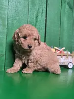 Logan # 8359, a male Poodle - Toy  for sale in Earlsboro, OK – Photo 2 of 3