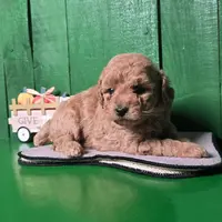 Logan # 8359, a male Poodle - Toy  for sale in Earlsboro, OK – Photo 1 of 3