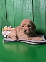 Logan # 8359, a male Poodle - Toy  for sale in Earlsboro, OK – Photo 1 of 3