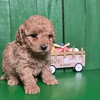 Logan # 8359, a male Poodle - Toy  for sale in Earlsboro, OK – Photo 3 of 3