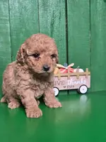 Logan # 8359, a male Poodle - Toy  for sale in Earlsboro, OK – Photo 3 of 3