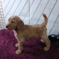 Barley, a male Poodle - Standard  for sale in Earlsboro, OK – Photo 1 of 3