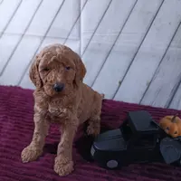 Barley, a male Poodle - Standard  for sale in Earlsboro, OK – Photo 2 of 3