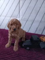 Barley, a male Poodle - Standard  for sale in Earlsboro, OK – Photo 2 of 3