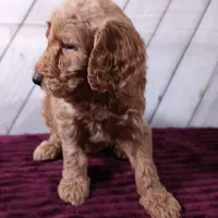 Barley, a male Poodle - Standard  for sale in Earlsboro, OK – Photo 3 of 3