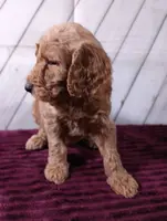 Barley, a male Poodle - Standard  for sale in Earlsboro, OK – Photo 3 of 3