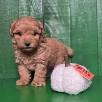 Louie, a male Poodle - Toy  for sale in Earlsboro, OK – Photo 1 of 3