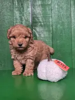 Louie, a male Poodle - Toy  for sale in Earlsboro, OK – Photo 1 of 3