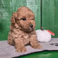 Louie, a male Poodle - Toy  for sale in Earlsboro, OK – Photo 3 of 3