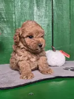 Louie, a male Poodle - Toy  for sale in Earlsboro, OK – Photo 3 of 3