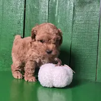 Louie, a male Poodle - Toy  for sale in Earlsboro, OK – Photo 2 of 3