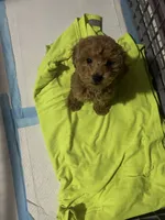Rocky , a male Poodle - Toy  for sale in Oxon Hill, MD – 4 of 6