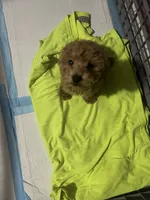 Rocky , a male Poodle - Toy  for sale in Oxon Hill, MD – 3 of 6