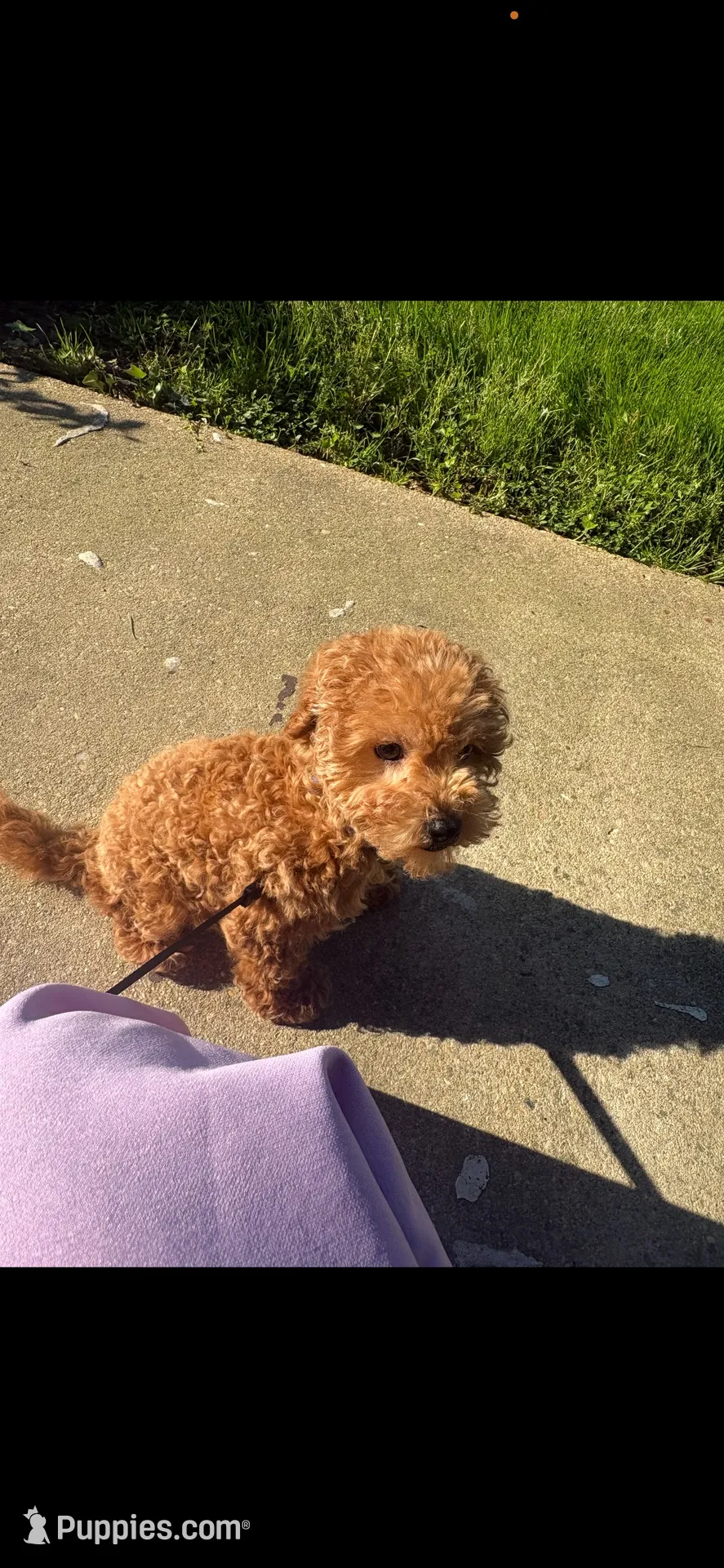 Rocky , a male Poodle - Toy  for sale in Oxon Hill, MD – 6 of 6