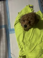 Rocky , a male Poodle - Toy  for sale in Oxon Hill, MD – 2 of 6