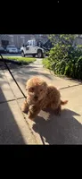 Rocky , a male Poodle - Toy  for sale in Oxon Hill, MD – 5 of 6