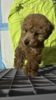 Rocky , a male Poodle - Toy  for sale in Oxon Hill, MD – 1 of 6