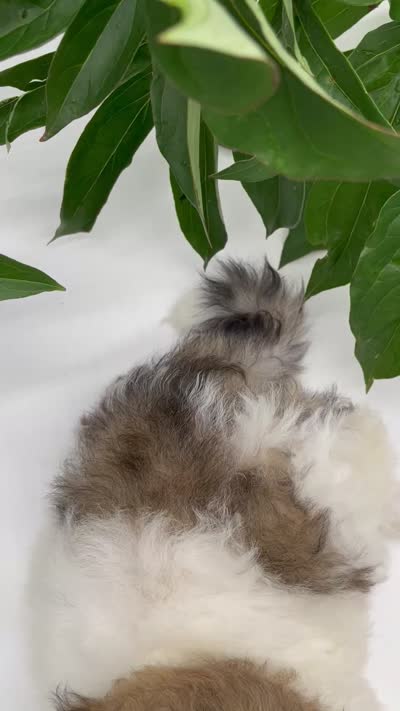 Pebbles , a female Shichon for sale in Fairbank, IA – 9 of 9