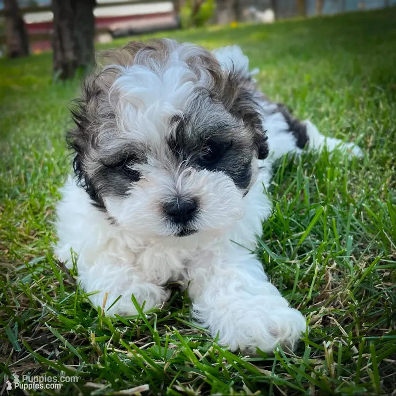Coco – Shichon puppy for sale in Fairbank, IA