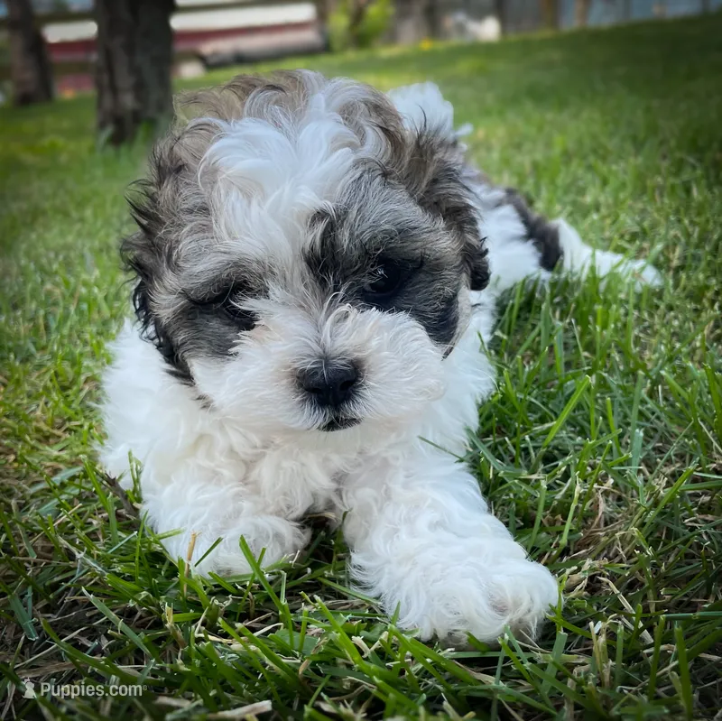 Coco – Shichon puppy for sale in Fairbank, IA