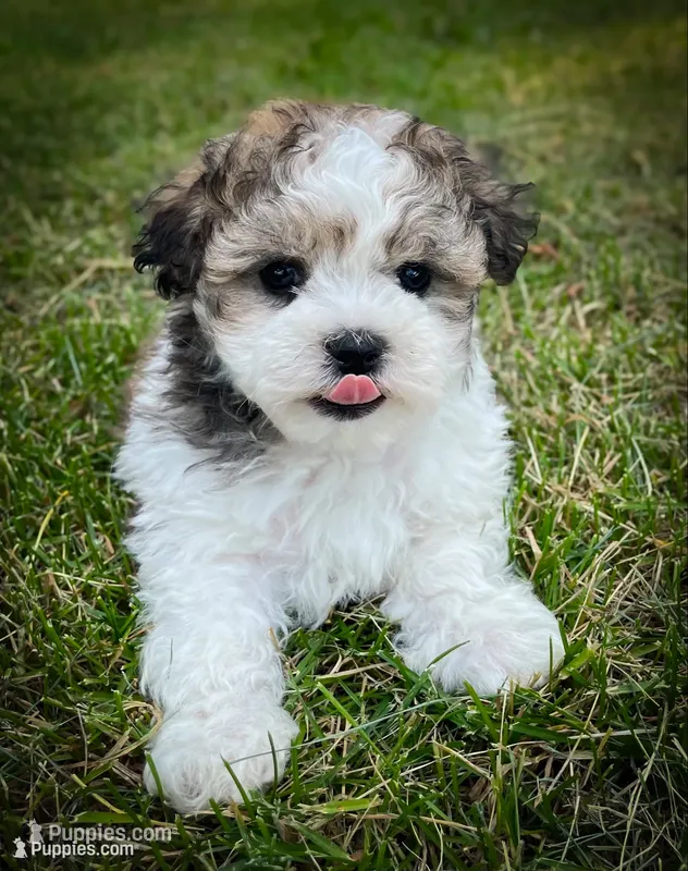 Louie – Shichon puppy for sale in Fairbank, IA