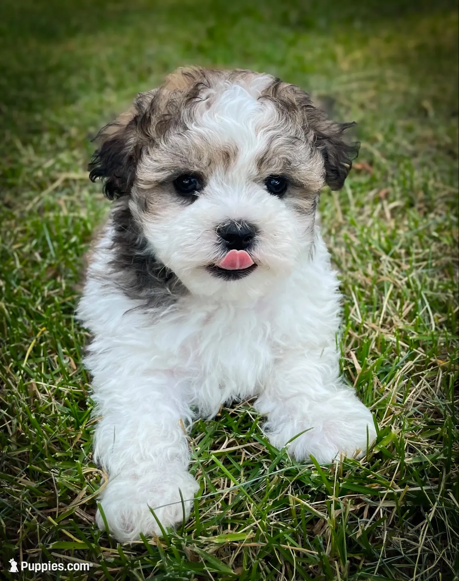 Louie, a male Shichon for sale in Fairbank, IA – 3 of 9