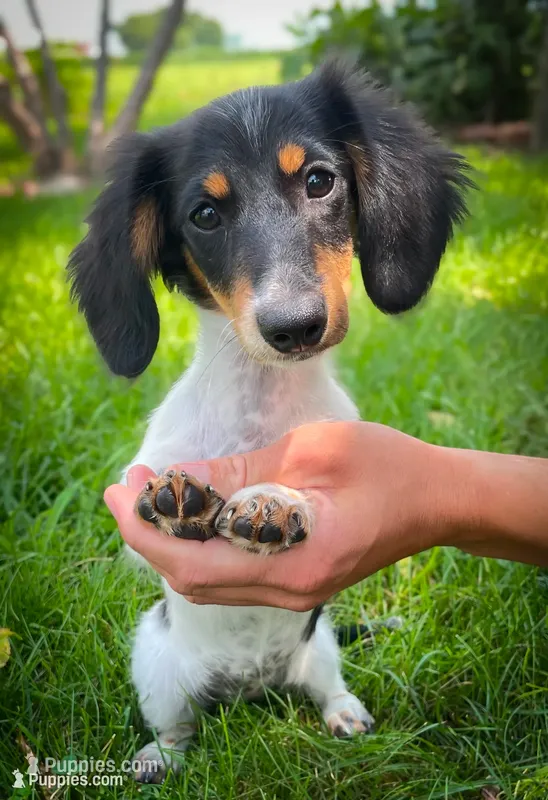 Greta – Miniature Dachshund puppy for sale in Fairbank, IA