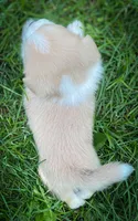 Chester, a male Pembroke Welsh Corgi and Shih Tzu for sale in Fairbank, IA – 2 of 5