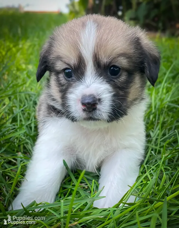 Copper  – Pembroke Welsh Corgi, Shih Tzu puppy for sale in Fairbank, IA