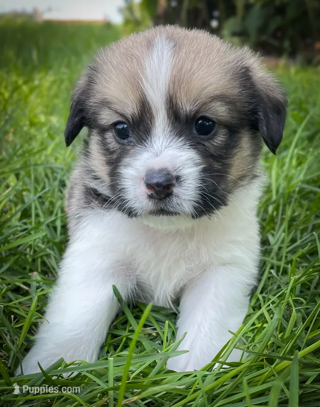 Copper  – Pembroke Welsh Corgi, Shih Tzu puppy for sale in Fairbank, IA