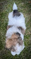 Louie, a male Shichon for sale in Fairbank, IA – 4 of 9