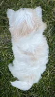 Murphy, a male Shichon for sale in Fairbank, IA – 4 of 9