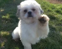 Bonnie, a female Shichon for sale in Fairbank, IA – Photo 3 of 3