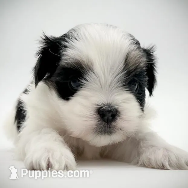 Bonnie, a female Shichon for sale in Fairbank, IA – Photo 1 of 3