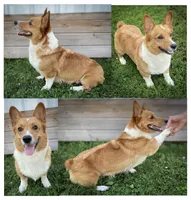 Cookie, a female Pembroke Welsh Corgi and Shih Tzu for sale in Fairbank, IA – 4 of 5