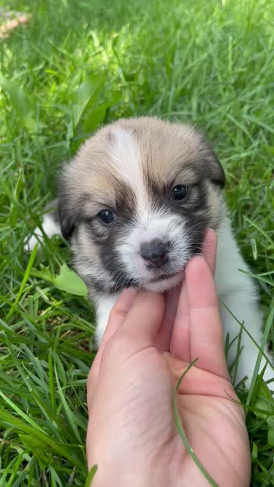 Copper , a male Pembroke Welsh Corgi and Shih Tzu for sale in Fairbank, IA – 5 of 5