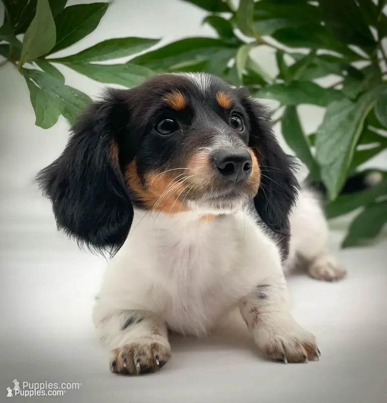 Greta – Miniature Dachshund puppy for sale in Fairbank, IA