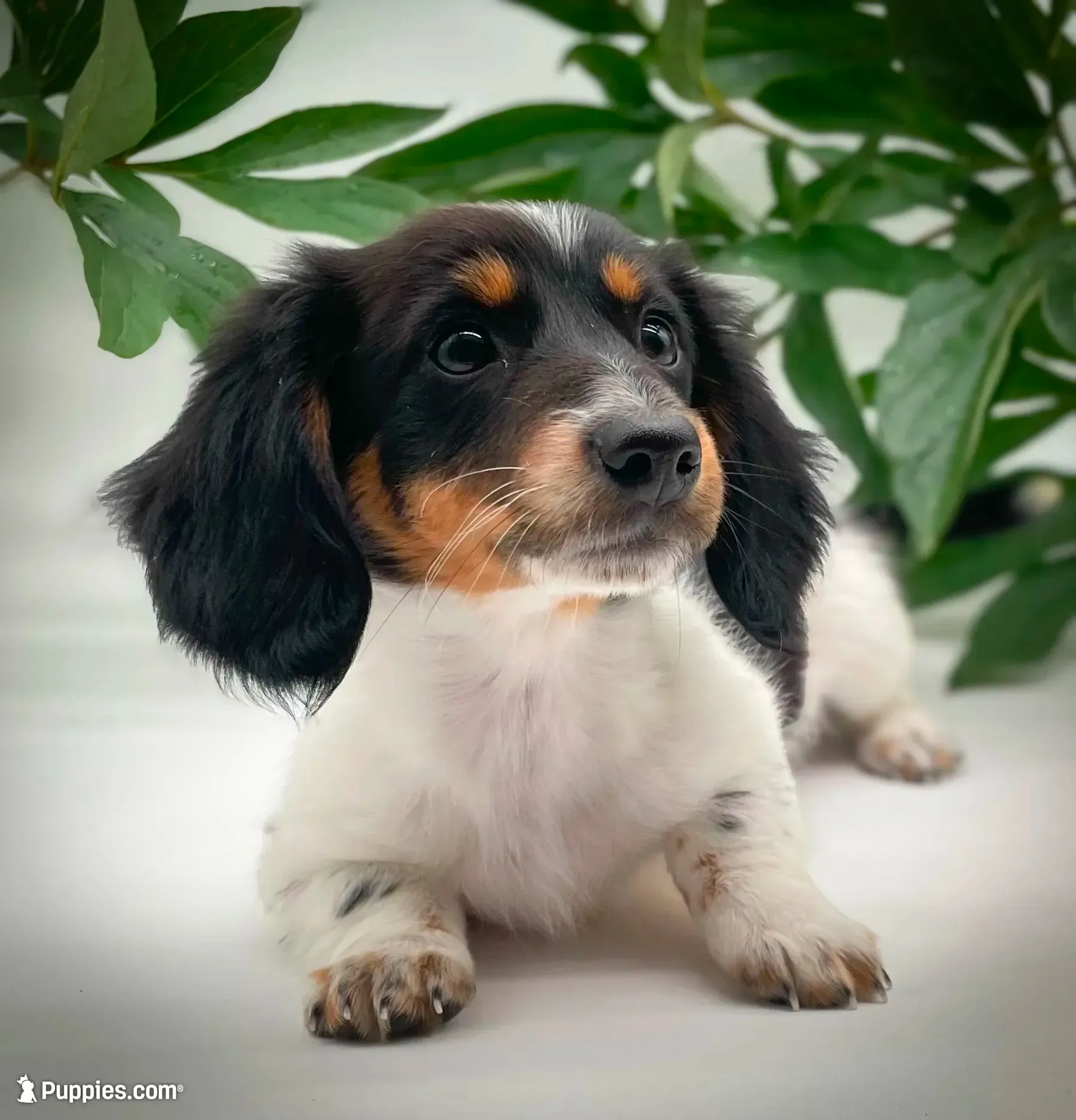 Greta, a female Miniature Dachshund for sale in Fairbank, IA – 1 of 10