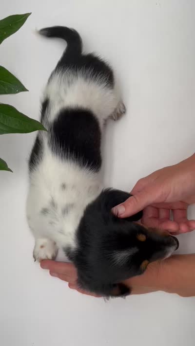 Greta, a female Miniature Dachshund for sale in Fairbank, IA – 10 of 10