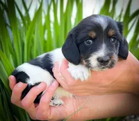 Greta, a female Miniature Dachshund for sale in Fairbank, IA – 2 of 7