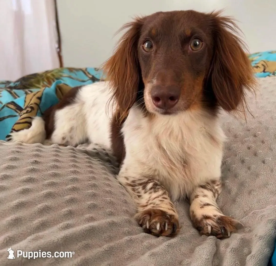 Greta, a female Miniature Dachshund for sale in Fairbank, IA – 7 of 7
