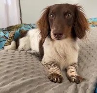 Greta, a female Miniature Dachshund for sale in Fairbank, IA – Photo 4 of 4