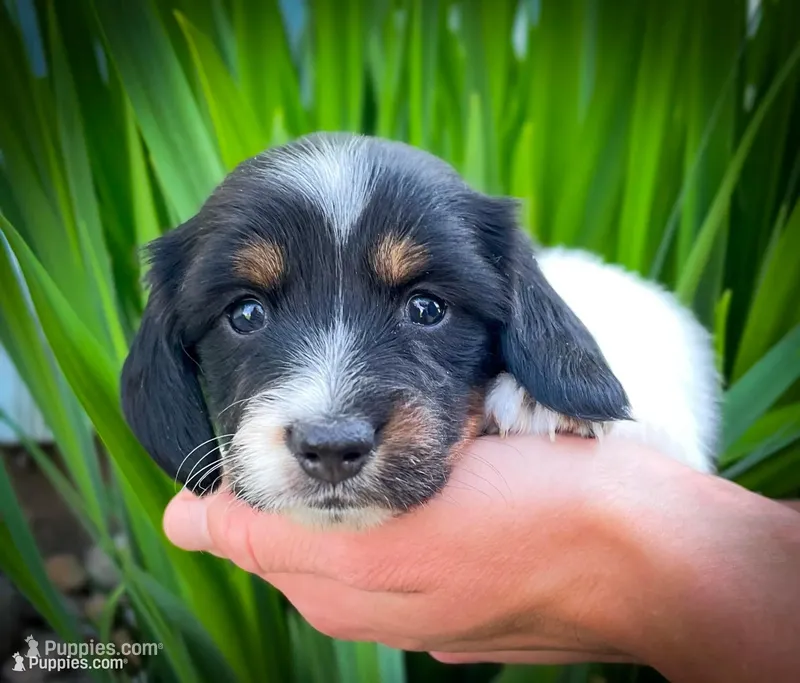 Greta – Miniature Dachshund puppy for sale in Fairbank, IA