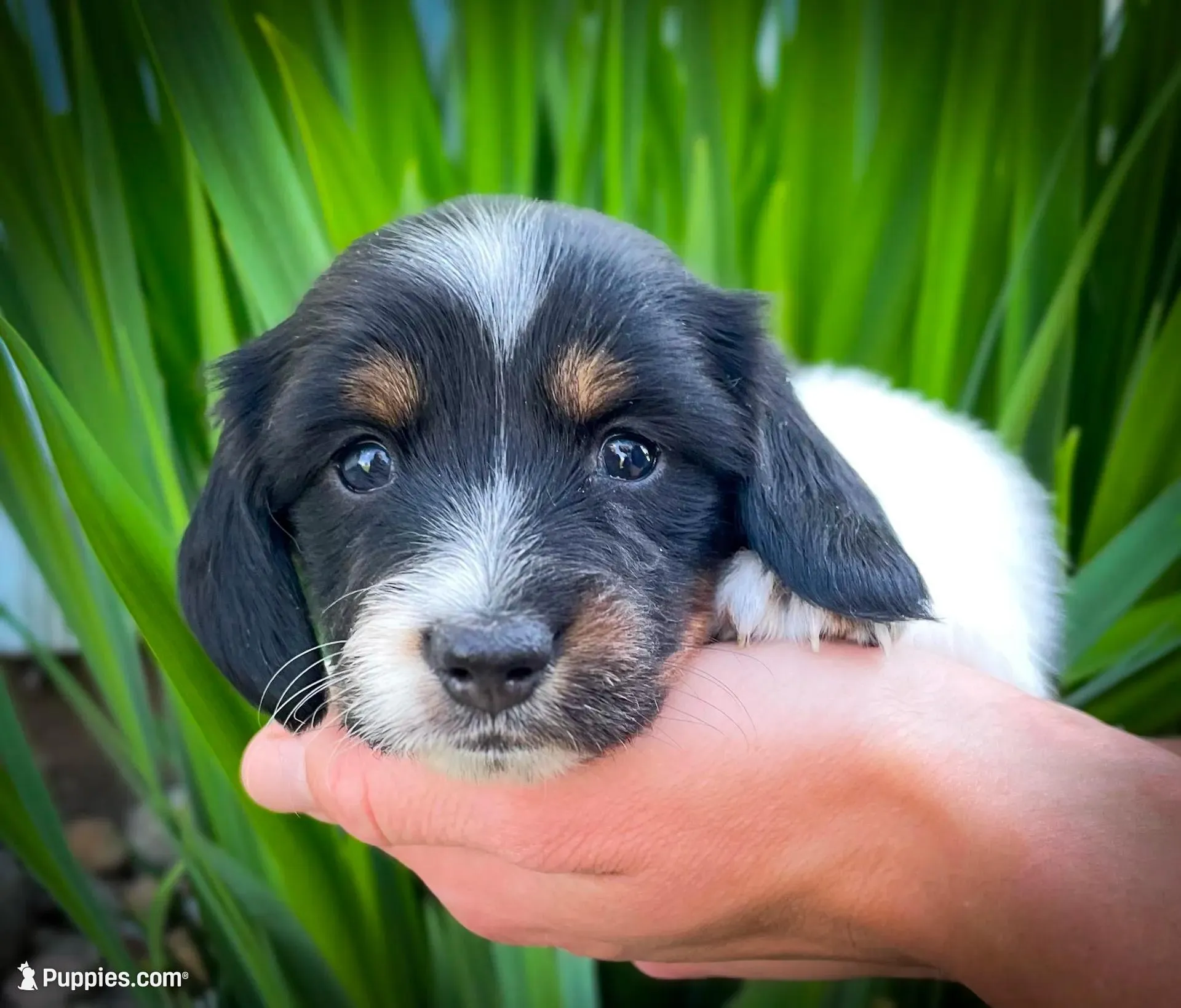 Greta, a female Miniature Dachshund for sale in Fairbank, IA – 1 of 7