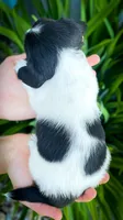 Greta, a female Miniature Dachshund for sale in Fairbank, IA – 3 of 7