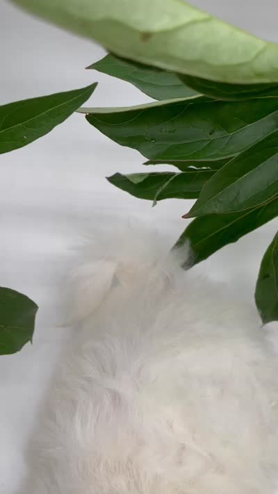 Tucker, a male Shichon for sale in Fairbank, IA – 9 of 9