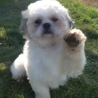 Quincy, a female Shichon for sale in Fairbank, IA – Photo 4 of 4