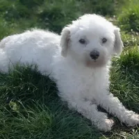 Quincy, a female Shichon for sale in Fairbank, IA – Photo 3 of 4