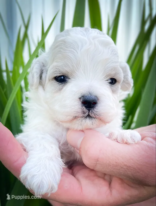 Lola – Shichon puppy for sale in Fairbank, IA